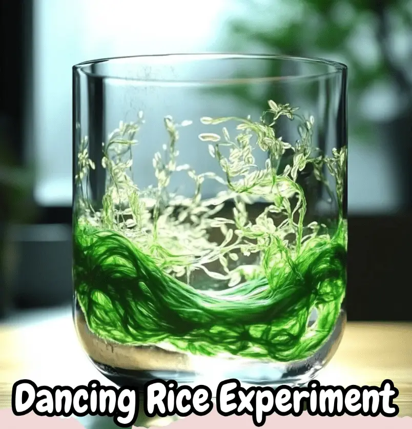 Dancing Rice Experiment